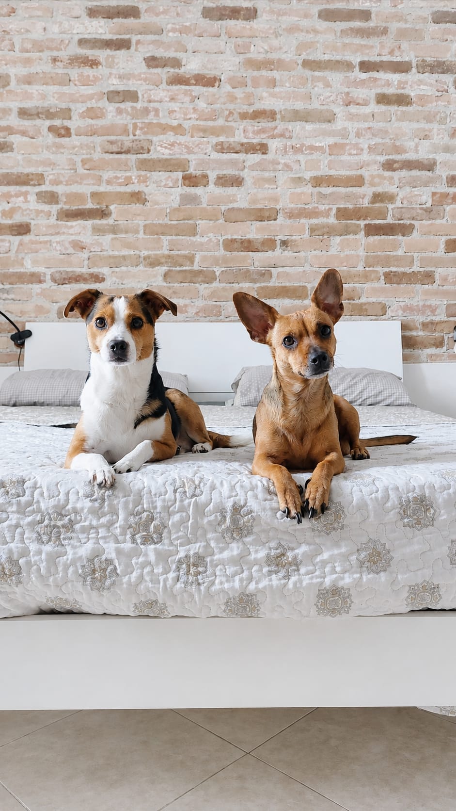 Cani in un alloggio pet friendly Dolidays