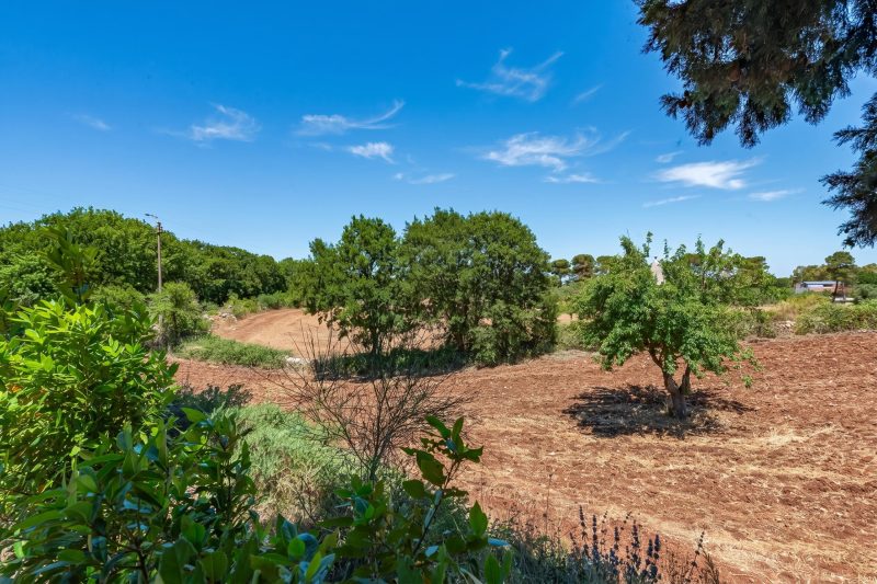 Trullo del Bosco In Martina Franca