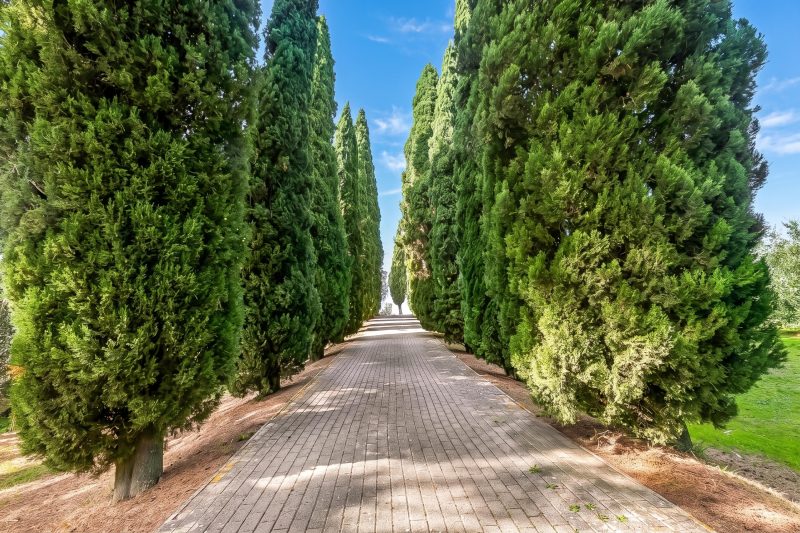 Apartment Ciclamino Shared Pool & Activities in Tuscany