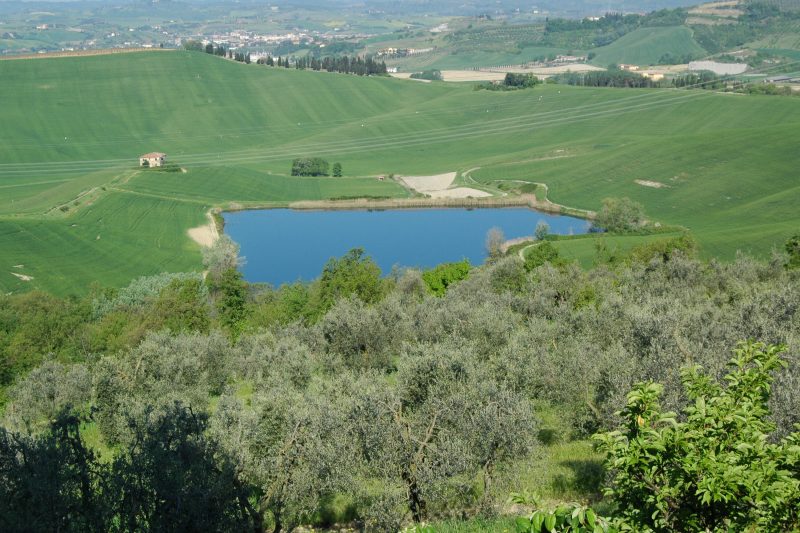 Chianti Site Pini Shared Pool