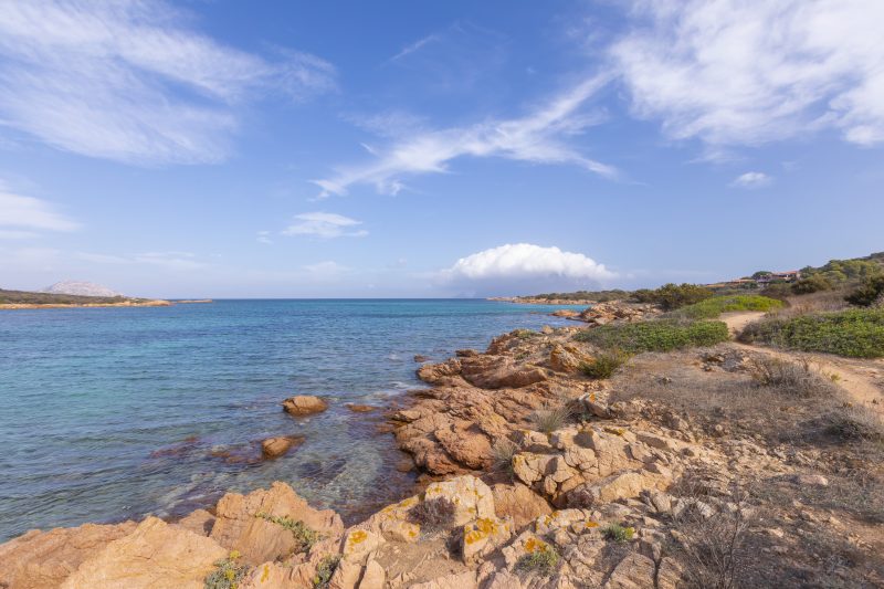 Corallina 179